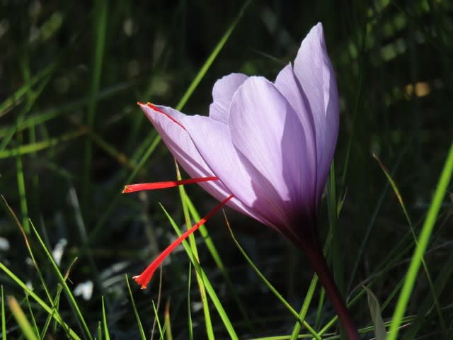 サフラン（洎芙藍）