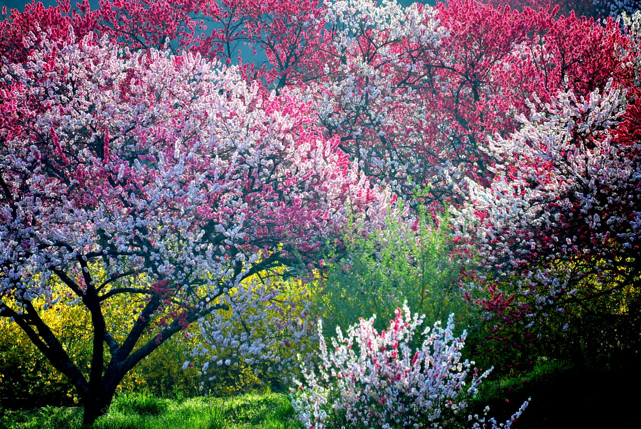 花桃が咲く癒しの風景 写真ブログ ずバッと 今日の１枚
