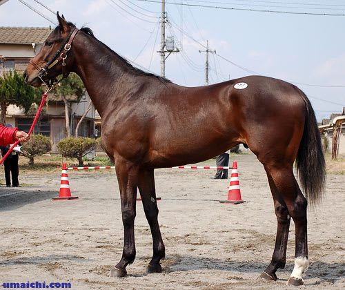 群馬・境TCサラブレッドセール出身馬が中央初勝利!(スカイ 群馬・境TCサラブレッドセール出身馬が中央初勝利!(スカイ
