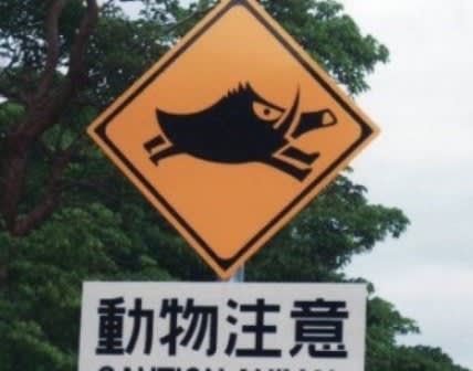 動物注意看板の謎 沖縄 沖縄移住便り 動物注意看板の謎 沖縄 沖縄移住便り