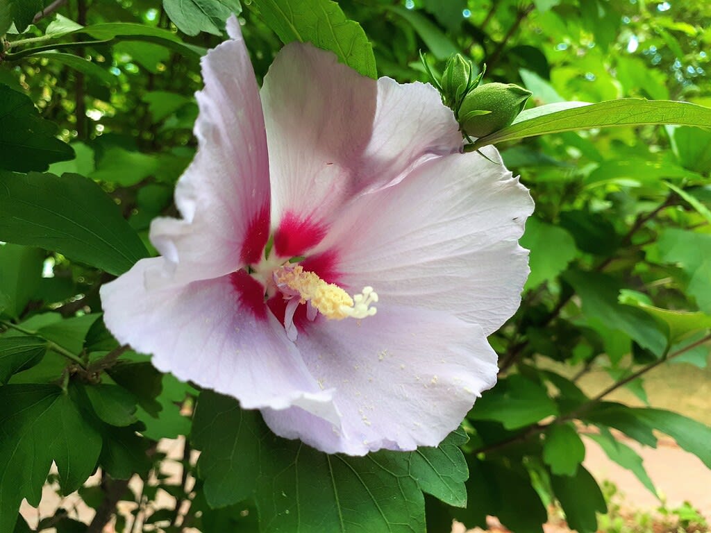 お花で一休み １１３ 北の街のハイビスカス コツコツ歩き隊