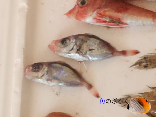 ソコマトウダイの唐揚げ 魚のぶろぐ
