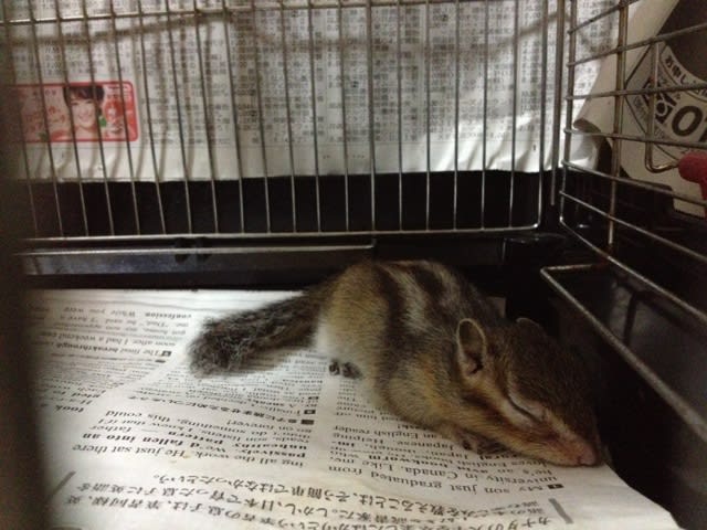 シマリスしまちゃん 鳥バカ日記 シマリスしまちゃん 鳥バカ日記