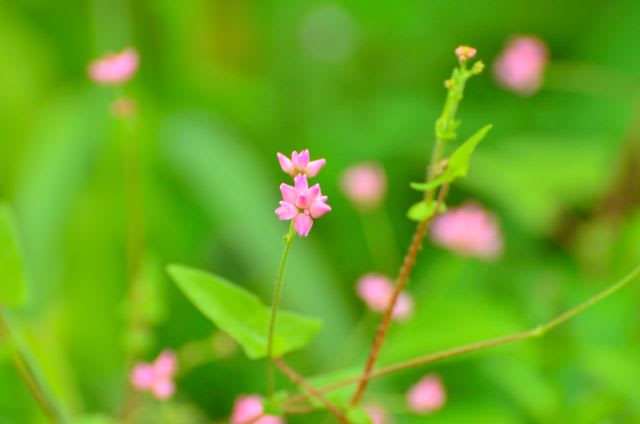 秋の野花 6 継子の尻拭い 秋の鰻掴み 行く川の流れ