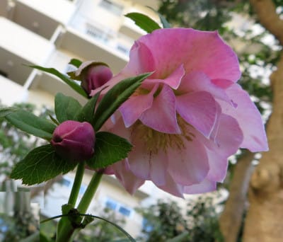 2 25 エリア5 新しいエニシダの寄せ植え鉢とクリスマスローズ niwa niha hana 庭には花 2 25 エリア5 新しいエニシダの寄せ植え鉢とクリスマスローズ niwa niha hana 庭には花