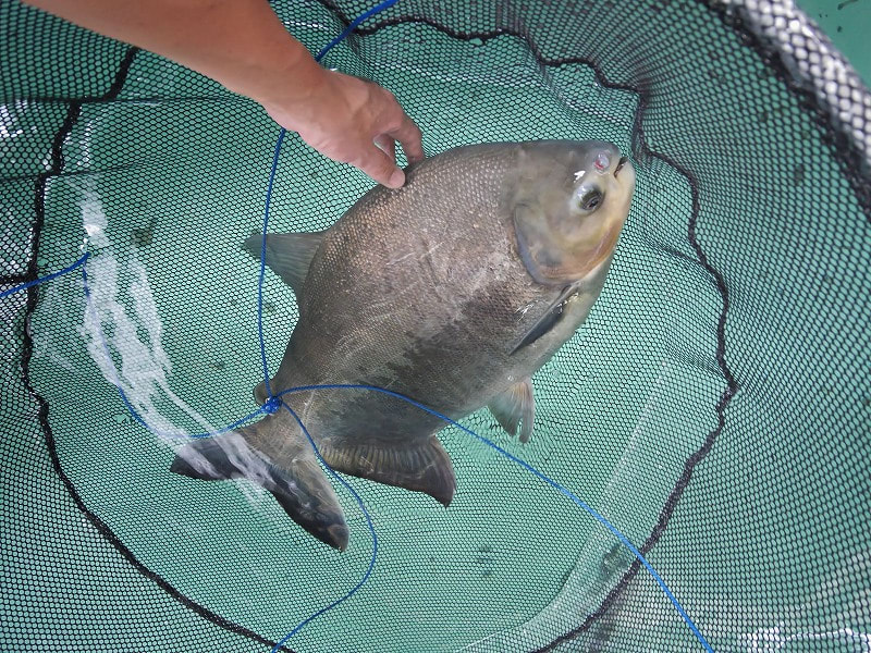 ボールカッターフィッシュ コロソマ 大型魚飼育 In 神秘の国インドネシア