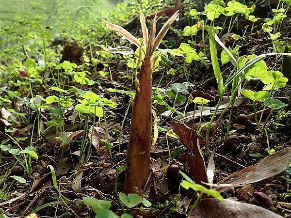 奄美大島の筍は細い Miracle Nature 奄美大島の自然