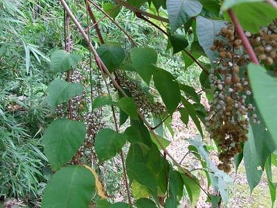 ハゼノキ 櫨木 の実 れんげの画像日記
