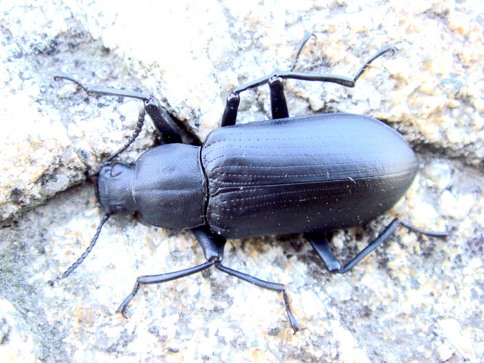 黒い虫 ふるさとの山 右田ヶ岳 Ngu ふるさとの山に向かいて言うことなし ふるさとの山はありがたきかな 啄木