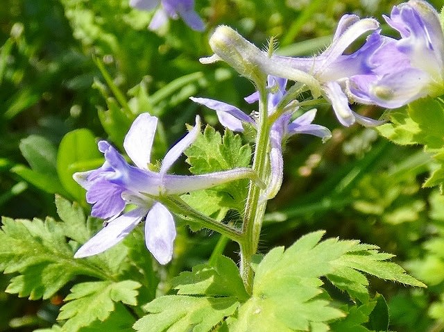 紫色の野山の花 ホタルカズラ セリバヒエンソウ ムラサキケマン カキドオシ くたくたルンゲクッタ