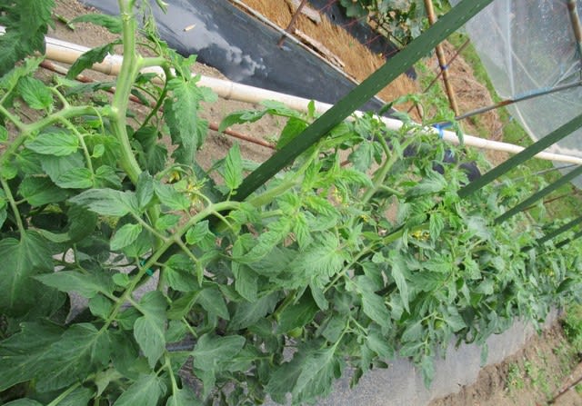 トマト連続摘芯栽培の誘引と最初の摘芯 里山悠々録