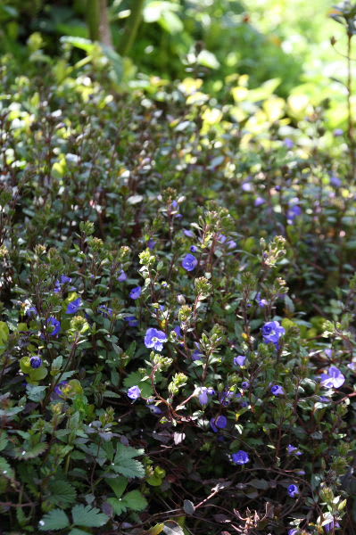 小さな青い花達 M S Small Garden Milky Mamaの小さな庭