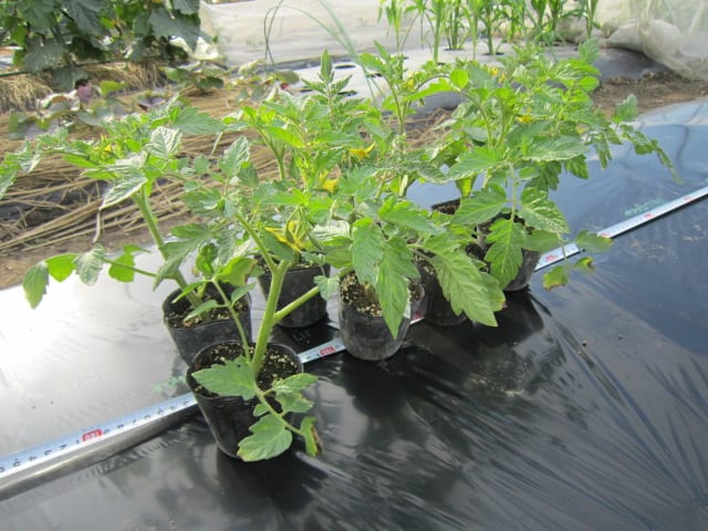 トマトのわき芽を挿して８株増やしました 大好き 野菜の時間