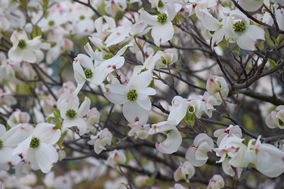アメリカハナミズキの白い花 Minoruの庭
