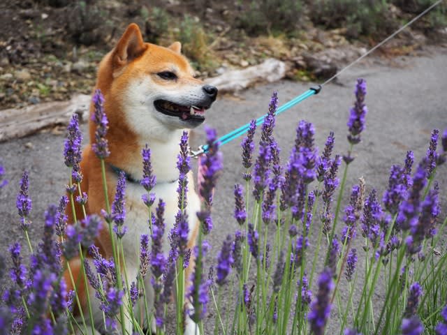 たんばらラベンダーパーク 柴犬元気とほのぼの旅日記