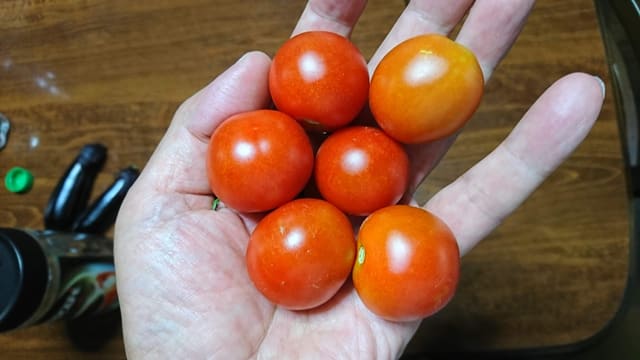 野生のミニトマト様 専用 - www.vetrepro.fr