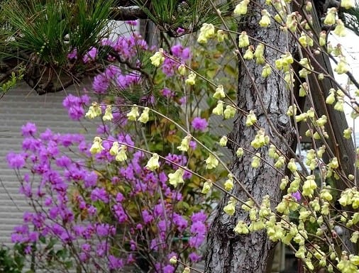 冬から春へ ４ 咲き出した庭の花 Koba の庭 春夏秋冬