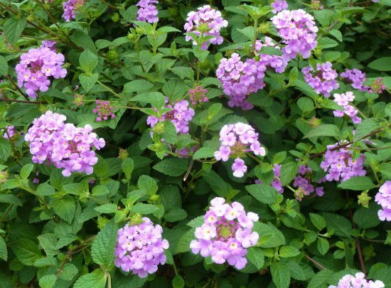 バーベナ花手毬 花との出会いで癒されています