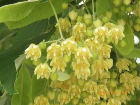 菩提樹の花を香りに抱かれて 菩提樹の花は満開です 明源寺ブログ