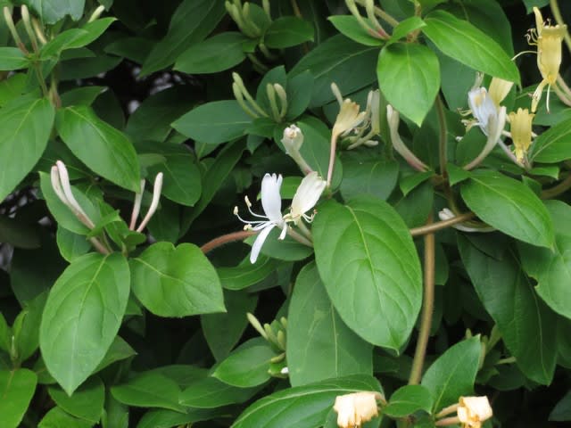 忍冬の名で俳句の世界でもなじみのスイカズラ 野の花 庭の花