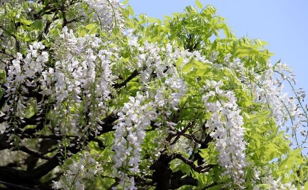 埼玉県南部のある市内の市街地では 藤棚で白いフジの花がよく咲いていました ヒトリシズカ特論 その2 埼玉県南部のある市内の市街地では 藤棚で白いフジの花がよく咲いていました ヒトリシズカ特論 その2