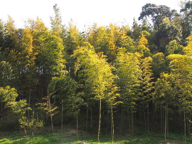 竹の秋と筍の驚異の成長力の秘密 庭先の四季