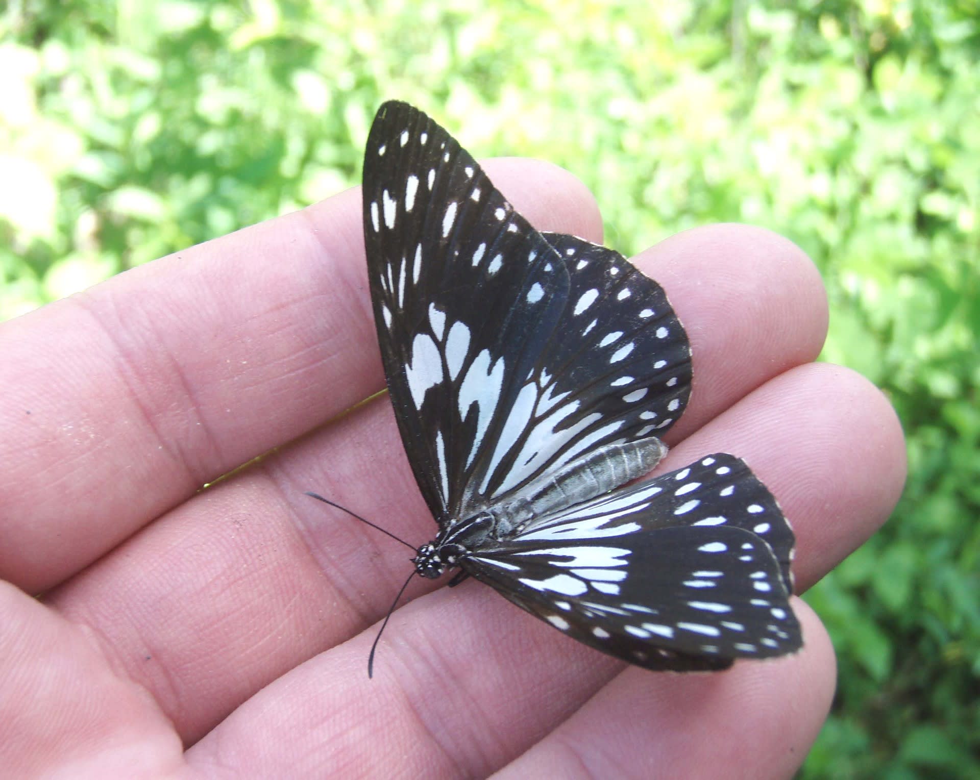 セレベス島の美しい蝶 北海道昆虫同好会ブログ
