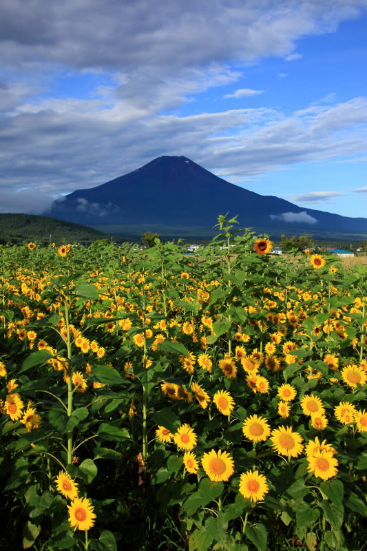 富士山とひまわりワイドに かわせみの魅力