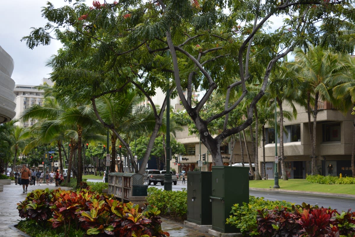 ハワイの観葉植物 オアフ島ワイキキの風景写真 ケーイー ソリューションズ株式会社 岡島芳明 ブログ
