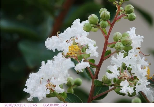 サルスベリ 白い花 庭の花 都内散歩 散歩と写真