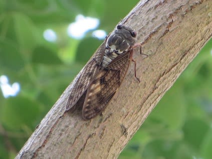 クマセミの恋 浜野巌治 クマセミの恋 浜野巌治