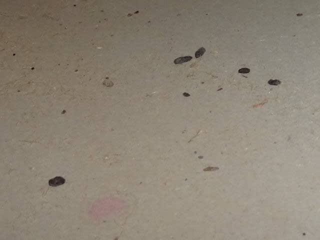 浴室天井裏にネズミが侵入した痕跡が 熟年男の歳時記