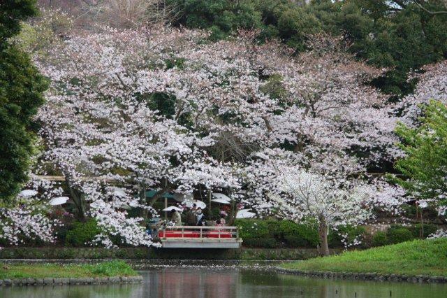 桜が満開 鶴岡八幡宮源平池 流れのままに