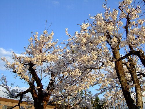 我家のソメイヨシノ 草木と花の彩景