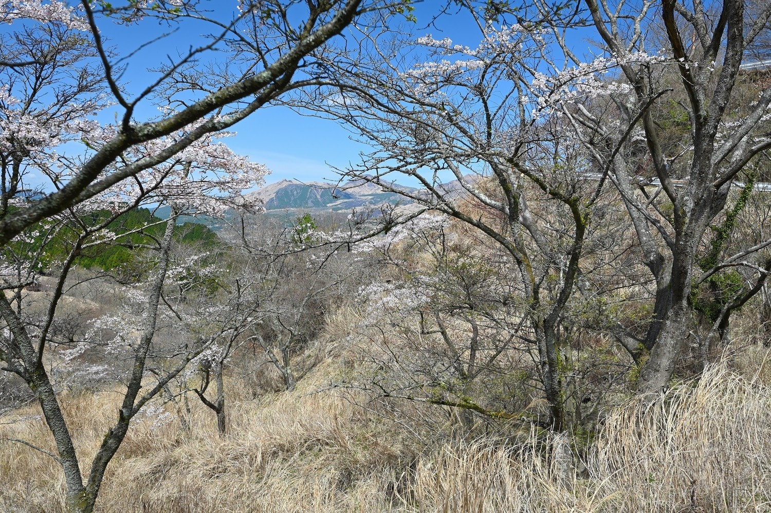 高森峠 九十九曲 千本桜の風景 22年4月1日 延岡の山歩人ｋ