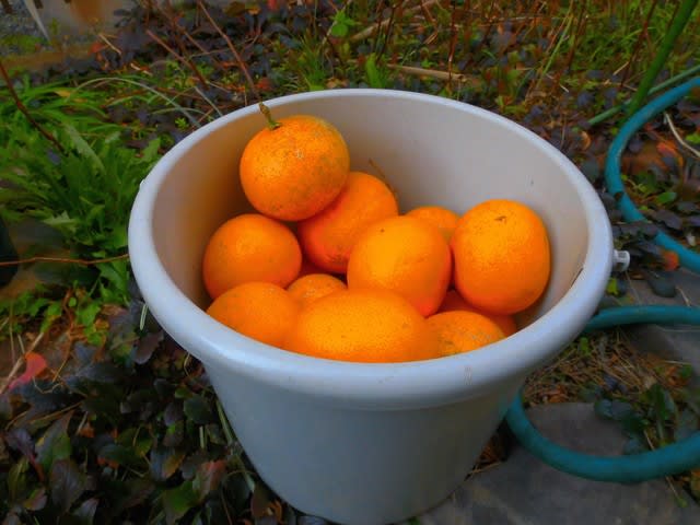 蒸留器の試作4 夏みかんの芳香蒸留水 トロルお爺の木aワーカー林住記 蒸留器の試作4 夏みかんの芳香蒸留水 トロルお爺の木aワーカー林住記