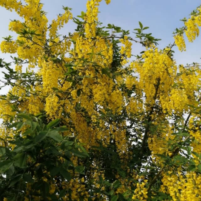 美味しい生活 花と戯れて 美味しい生活 花と戯れて