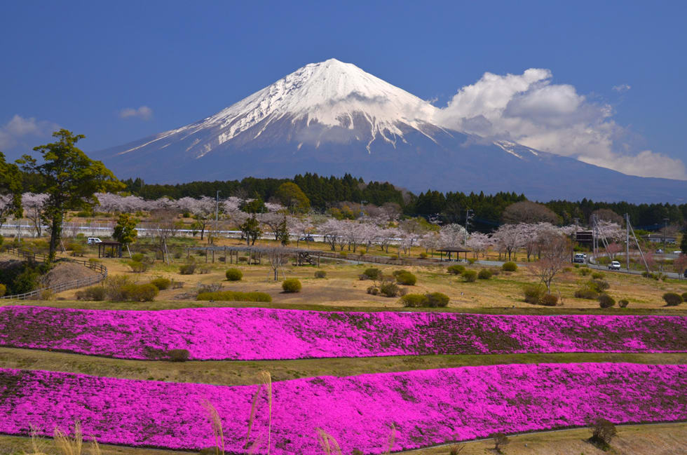 大石寺から桜と富士山 じいじのコンパス