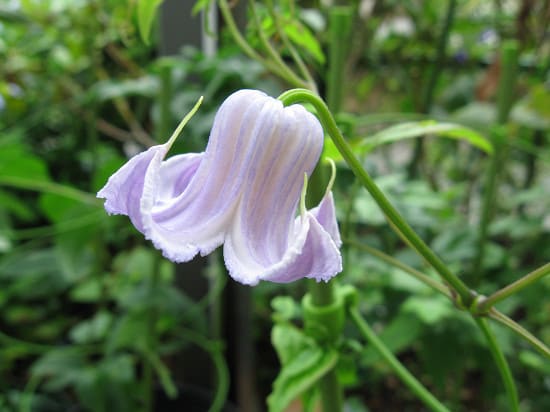 二番花 クリスパ・エンジェル - クレマチスとベルと花々