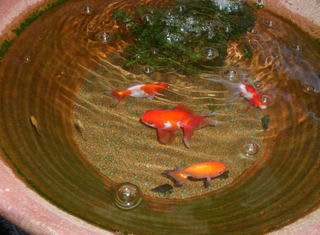 蓮鉢の金魚とメダカ 我家の動物日記 蓮鉢の金魚とメダカ 我家の動物日記