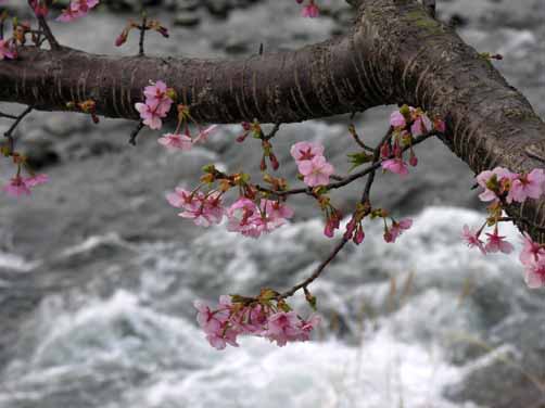 春風に吹かれて～みなみ桜