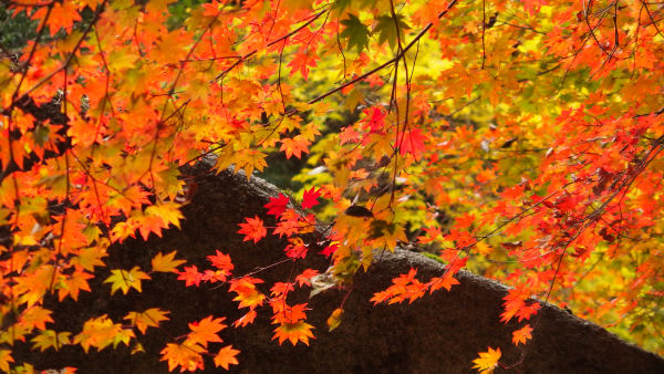 奥出雲 蕎麦 紅葉ツーリング ぶら っと風に