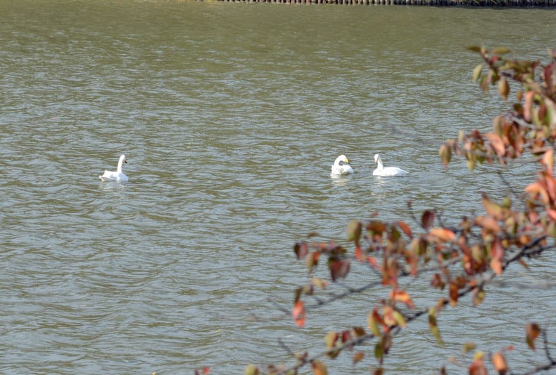 Dsc_5774 Dsc_5774