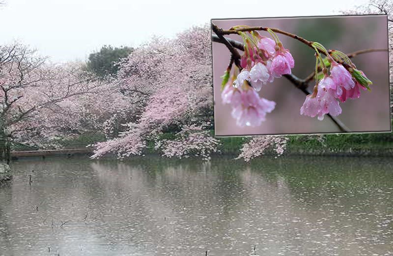 花彩々 桜雨 花彩々 四季を彩る草花をコンデジやｐｃ画で綴る 混彩々ブログです 画面下の 画像一覧 を覗き見て頂けば幸です