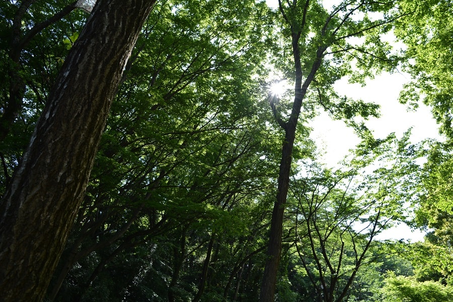 尾根緑道散策の画像