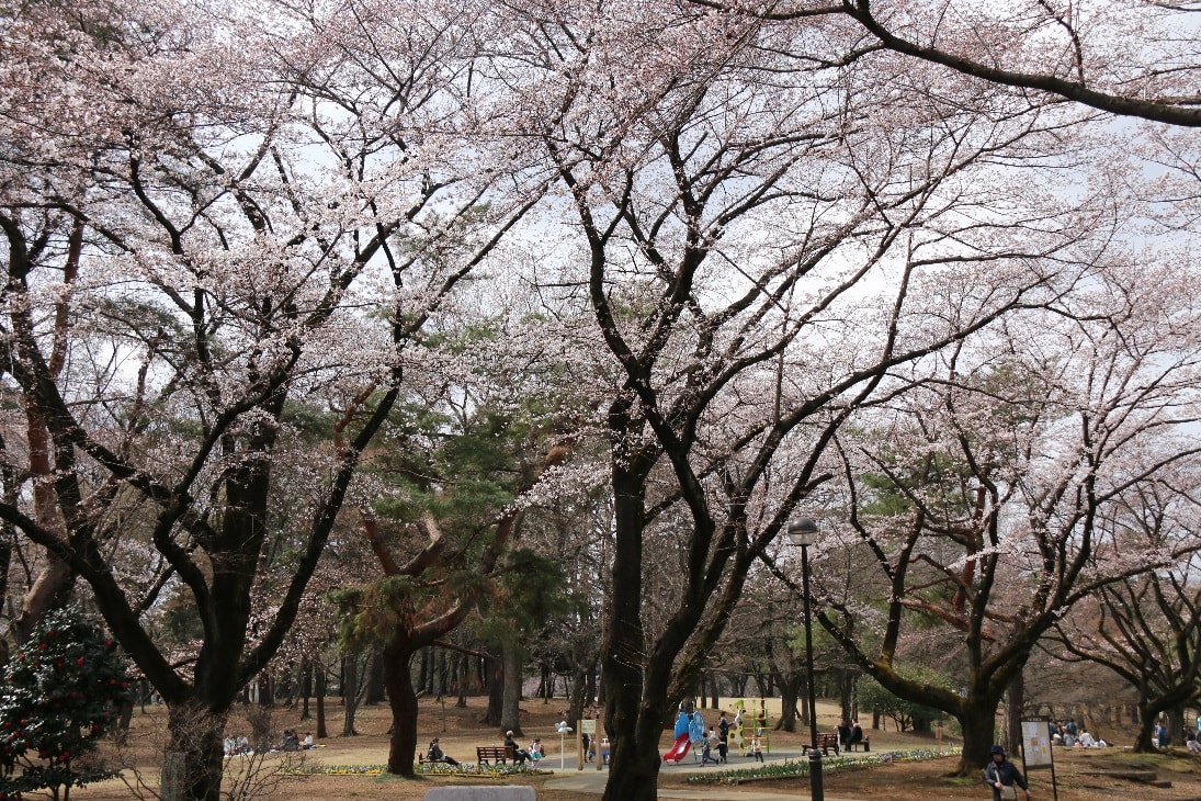 稲荷山公園 桜は5分咲きかな スナフキン レポート