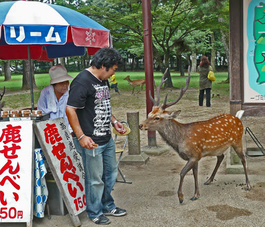 鹿せんべい 2 奈良公園にて 乱鳥の書きなぐり