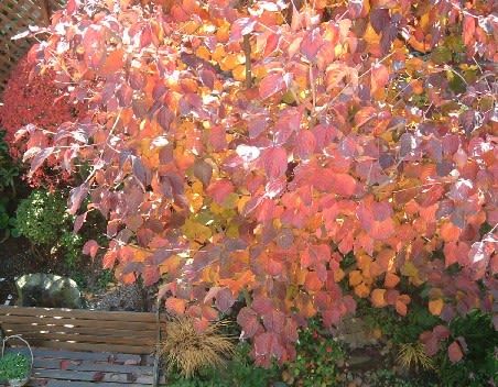 ヤマボウシの紅葉と Haruの庭の花日記 Haru S Garden Diary
