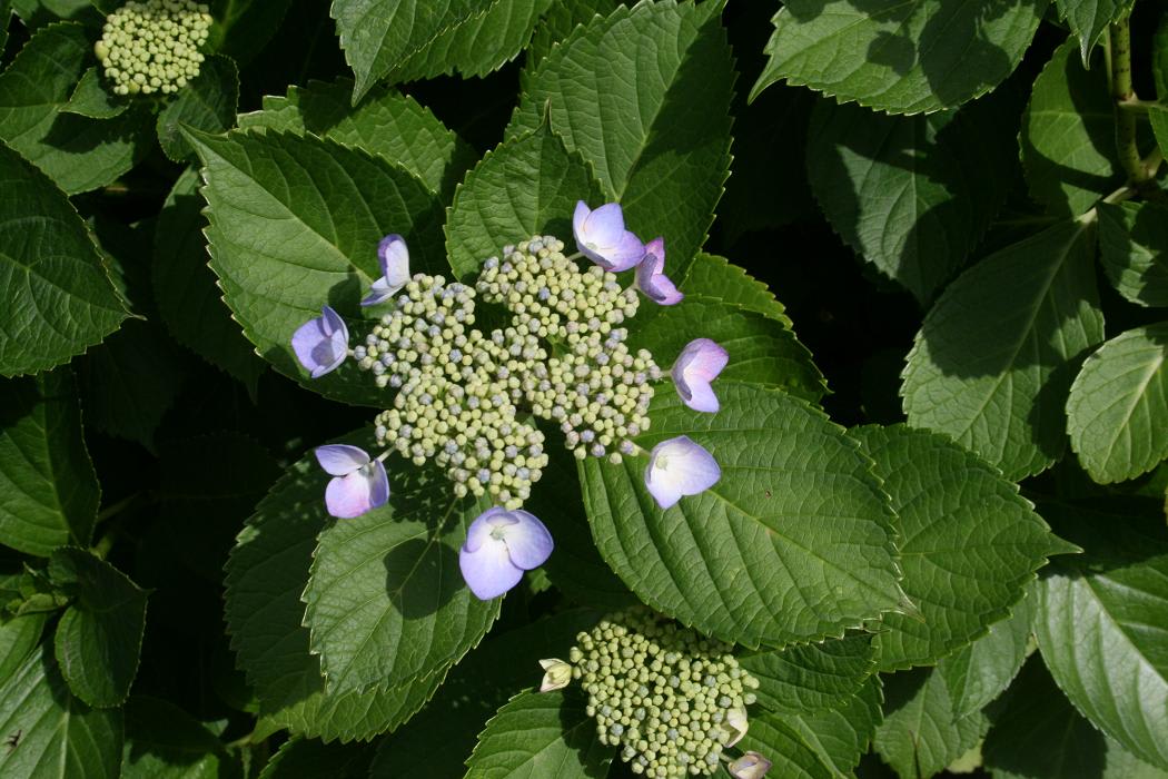 初夏の花「紫陽花」の画像