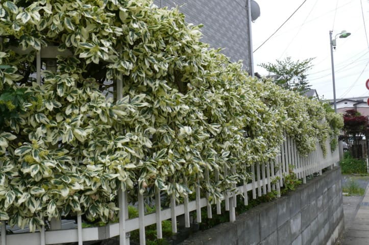 一関市大手町のフクリンツルマサキ 覆輪蔓柾 ２０１２年６月14日 木 Peaの植物図鑑